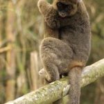 Phát hiện quần thể vượn cáo tre lớn bị đe dọa tại Madagascar